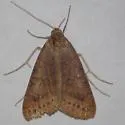 Vetch Looper Moth - Hodges#8733 - photo 2
