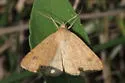 Vetch Looper Moth - Hodges#8733 - photo 3