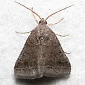Vetch Looper Moth - Hodges#8733 - photo 4