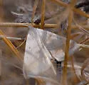 Caenurgia togataria - Hodges#8734