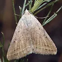 Caenurgia togataria - Hodges#8734 - photo 2