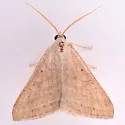 Caenurgia togataria - Hodges#8734 - photo 3