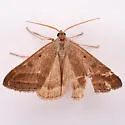 Caenurgia togataria - Hodges#8734 - photo 4