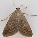Caenurgia togataria - Hodges#8734 - photo 5