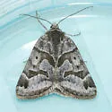 Caenurgina annexa - Hodges#8735