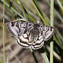 Caenurgina annexa - Hodges#8735 - photo 2
