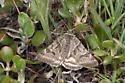 Caenurgina annexa - Hodges#8735 - photo 3