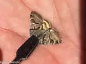Caenurgina annexa - Hodges#8735 - photo 4
