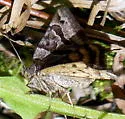 Caenurgina annexa - Hodges#8735 - photo 5