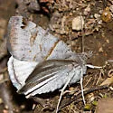 Caenurgina caerulea - Hodges#8736
