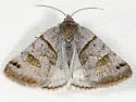 Caenurgina caerulea - Hodges#8736 - photo 4