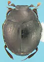 Caerosternus americanus - Caerosternus americanus