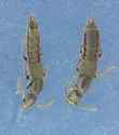 Cafius aguayoi