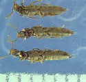 Cafius aguayoi - photo 3