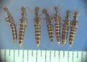 Cafius bistriatus