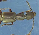 Cafius bistriatus - photo 4