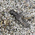 Cafius canescens - photo 4