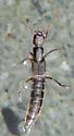 Cafius femoralis