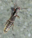 Cafius femoralis - photo 2
