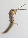Cafius femoralis - photo 4