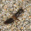Cafius lithocharinus