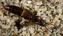 Cafius lithocharinus - photo 4