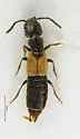 Cafius luteipennis