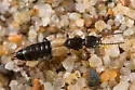 Cafius luteipennis - photo 2