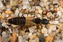Cafius luteipennis - photo 3