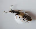 Cafius luteipennis - photo 4