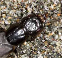 Cafius seminitens