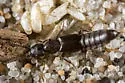 Cafius sulcicollis - Cafius sulcicollis