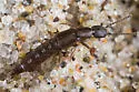 Cafius sulcicollis - photo 3