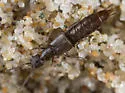 Cafius sulcicollis - photo 4
