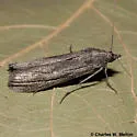 Cahela Moth - Hodges#5977 - photo 2