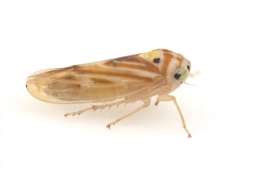 Caladonus coquilletti - photo 2