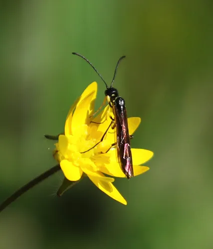 Calameuta clavata - photo 2