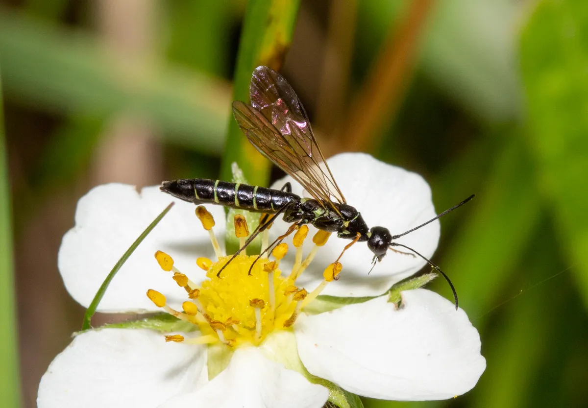 Dark-legged Stem-sawfly - photo 3
