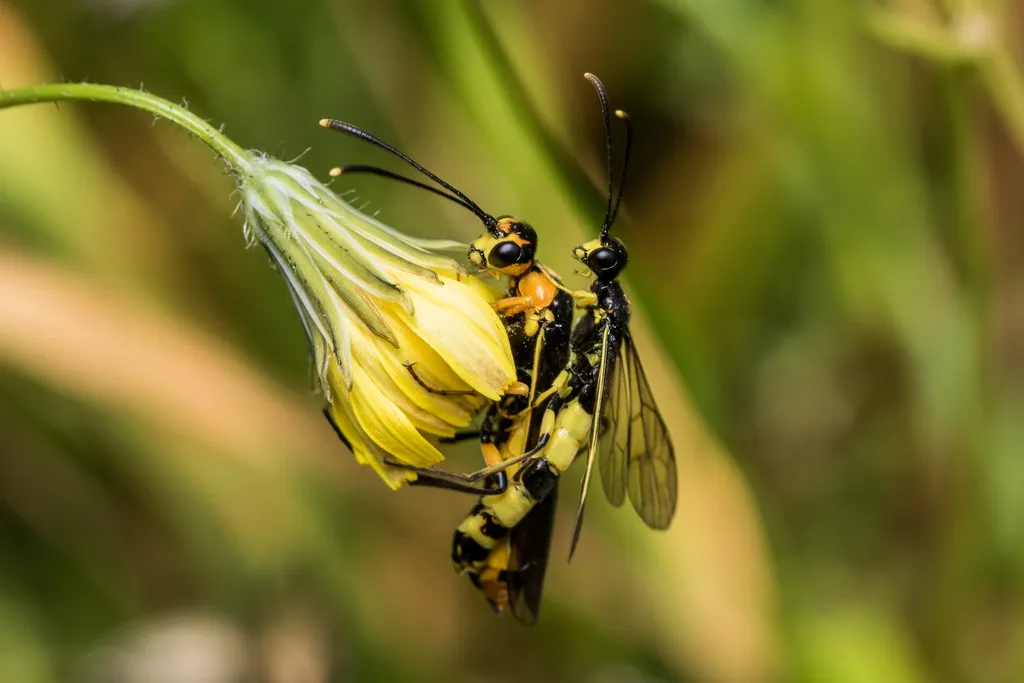 Calameuta idolon - photo 2