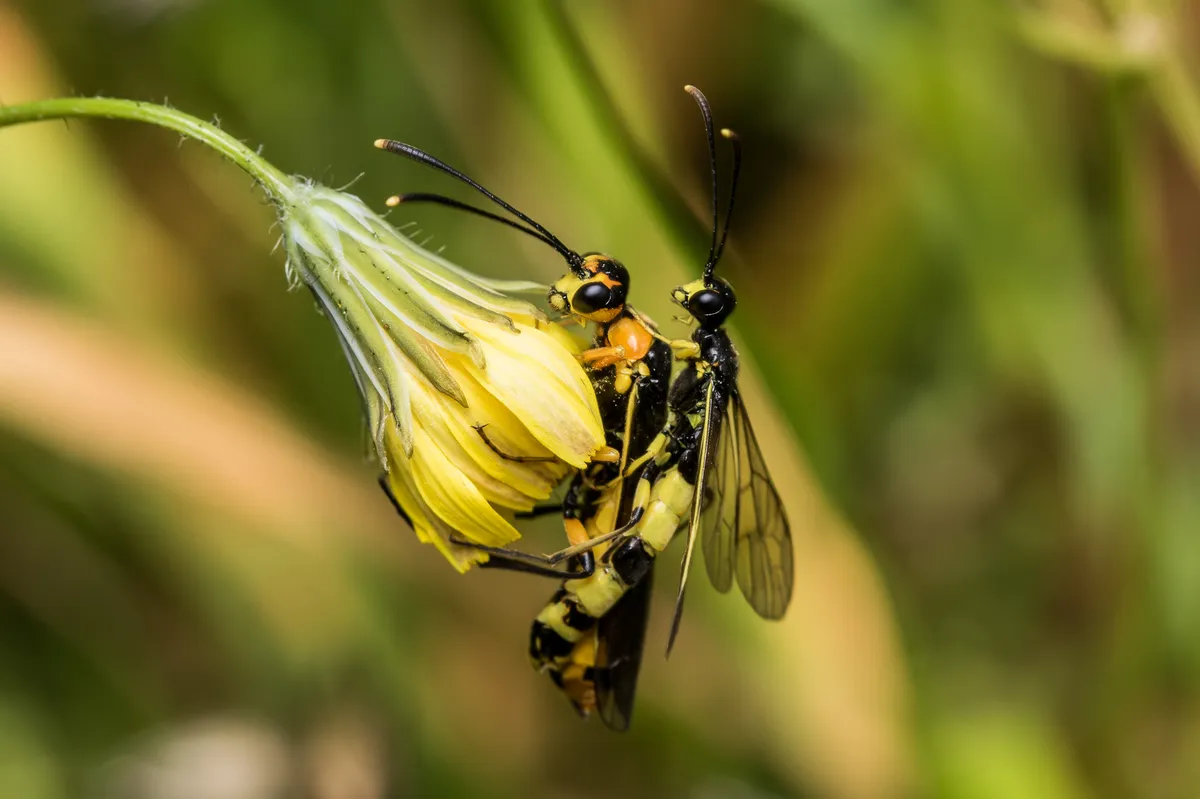 Calameuta idolon - photo 3