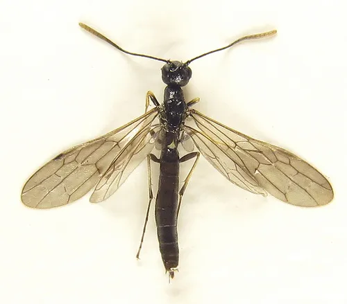 Pale-legged Stem-sawfly