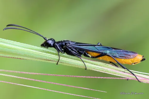Calameuta pygmaea