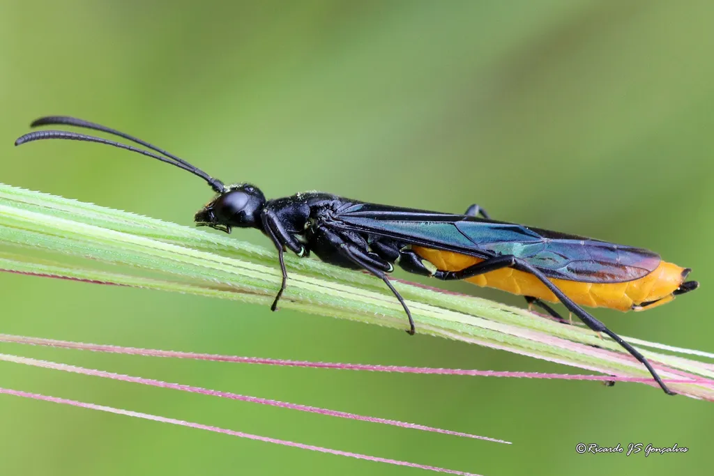 Calameuta pygmaea - photo 2