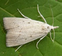 Calamotropha paludella - photo 2