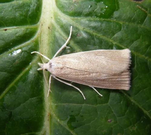 Calamotropha paludella - photo 3