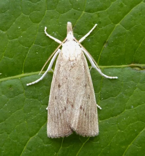 Calamotropha paludella - photo 4