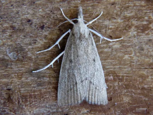 Calamotropha paludella - photo 5