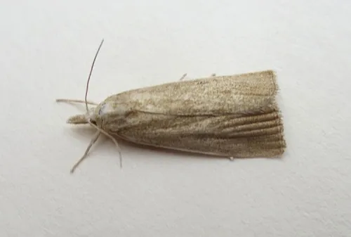 Calamotropha paludella - photo 6