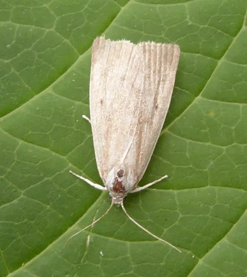 Calamotropha paludella - photo 7