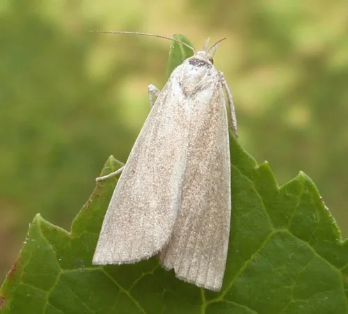 Calamotropha paludella - photo 8